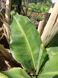 Banana-Leaf-Extract