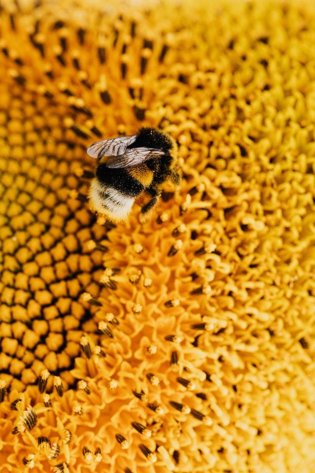 bee pollen diabetes